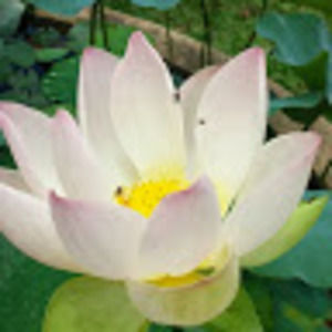 Meet your Posher, Beni